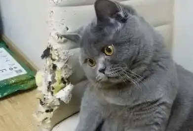  下班回家没见着蓝猫,推开门它蹲在椅子上,看到这幕主人虎躯一震