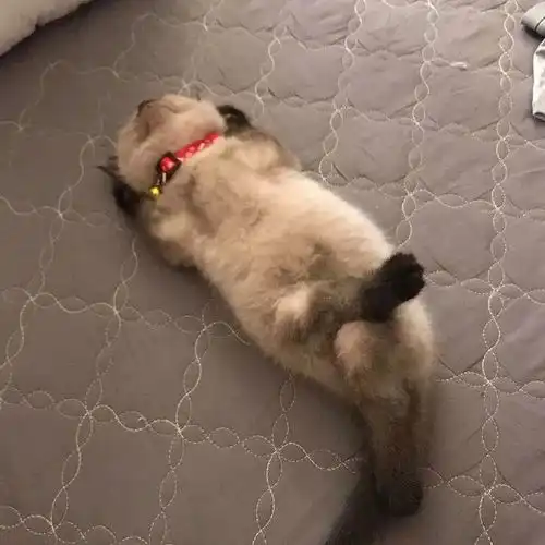  网友分享了猫猫迷惑大赏,尤其最后一个,真笑哭了