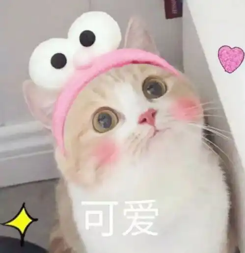可爱猫咪表情包斗图专用