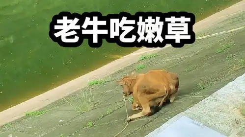 老牛吃嫩草表情包动图吃