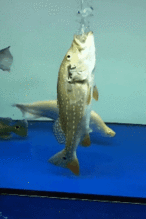 搞笑gif暑期新招的店员,天天就知道跳舞,也不端菜 搞笑gif暑期新招的店员,天天就知道跳舞,也不端菜