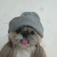  绝望的狗狗头像微信头像图片大全