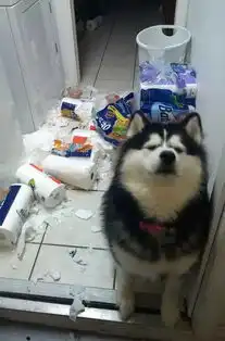  不要把猫狗独自留在家里感受一下吧