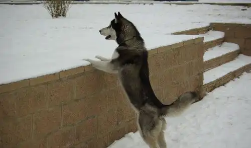  阿拉斯加雪橇犬要哭了别再拿我当表情包了,我不是二哈