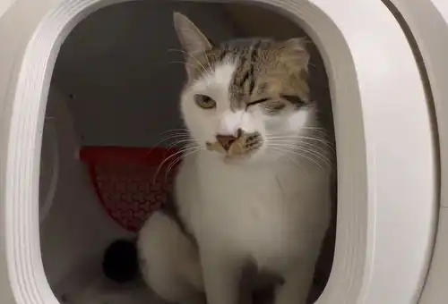  日本举行小猫咪拉粑粑竞赛,便秘猫的表情也太好笑了吧