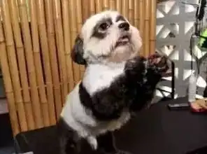 爆笑表情包搞笑图片鸭鸭
