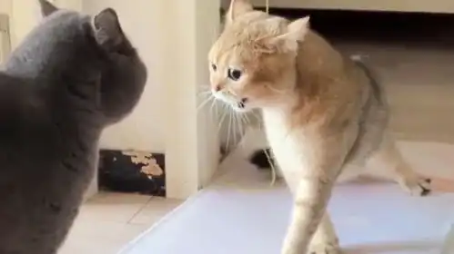  猫界力量巅峰,谁主沉浮探寻猫界战力天花板,揭开神秘面纱