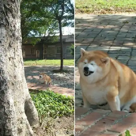  圆脸柴犬表情包