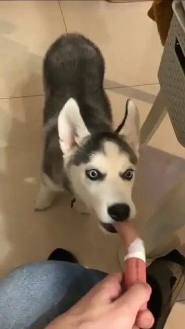  你们猜二哈这表情想干嘛