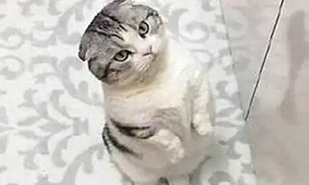  折耳猫发起了一个小鱼干请求,却遭主人拒绝,随后的表情亮了