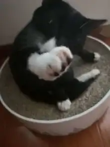  还有一只小黑猫,有需要的可以找我领养