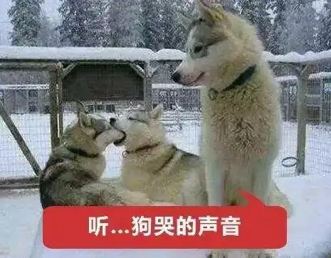 单身狗证表情包交钱