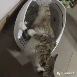  主人好不容易拍到自家猫咪拉粑粑,圣上,您是不是有点便秘
