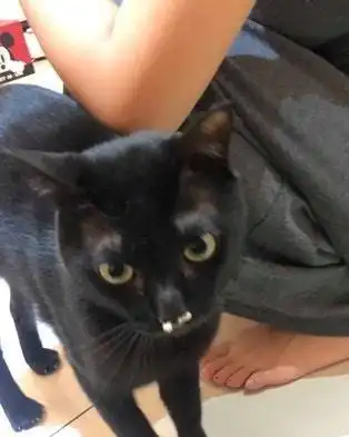  小黑猫有怪癖,每次上完厕所都用猫砂塞鼻,因此成为了小网红