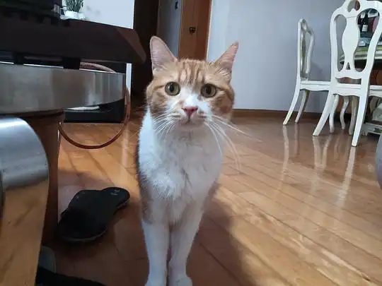  黑白肚皮猫的相册橘猫是种神奇的动物,磅爷表情包