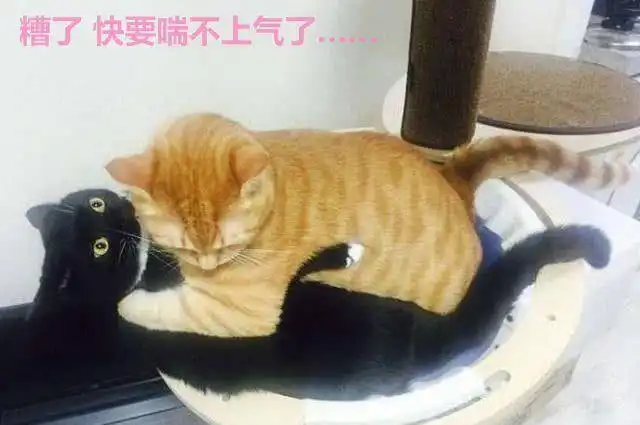  家里来了只橘猫,黑猫吓得夜不能寐这睡姿我迟早要被压死