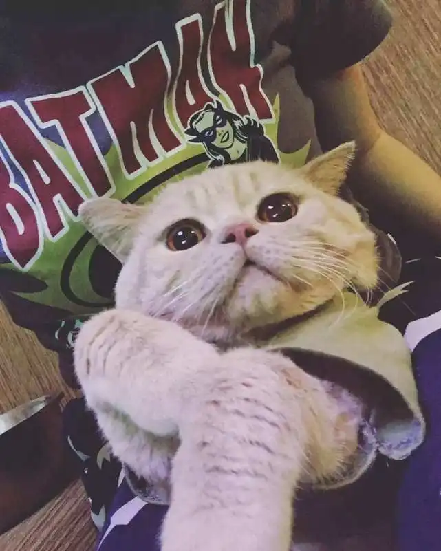  表情可爱猫咪软萌表情包一大口的亲亲,好害羞腾讯网qq.com表情