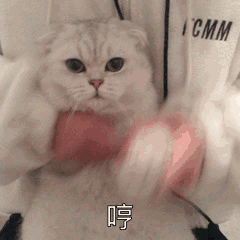  热门表情包图片动图gif