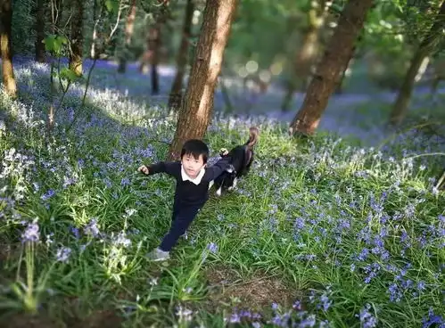  英国野韭菜已经火出圈了,还在怕中毒保命宝典在此