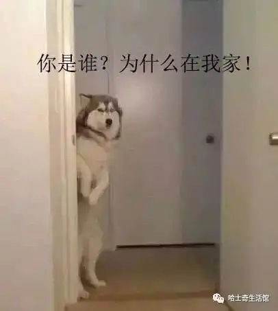 二哈的世界,正常人根本无法融入