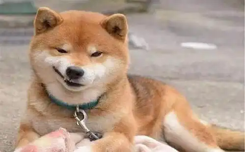  想养柴犬吗5个缺点了解一下
