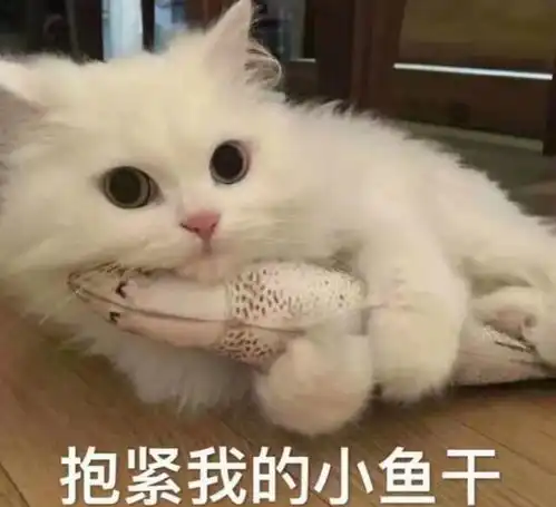  想养猫吗这六大坏处先了解一下