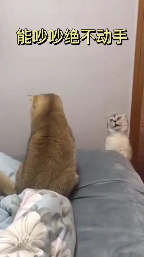  对话自带表情包的猫猫