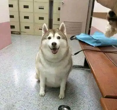  网友在医院看到一只比猪还肥的哈士奇,仔细一看瞬间明白了原来是奶奶养的啊