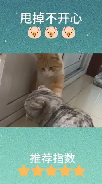  这小橘猫咋这么坏,人家又没招惹你光扒拉人家干啥,是不是想上天