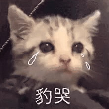  表情包哭泣动图gif系列