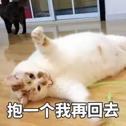  晚安了,我们最爱的表情包小猫咪楼楼,记得再回人间来