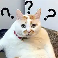 搞笑的猫咪高清表情包微信头像图片大全