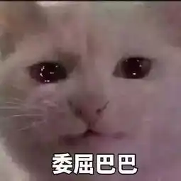  猫咪委屈表情包合集