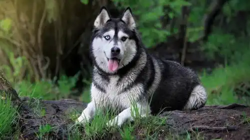  泰迪犬,金毛,哈士奇,这三种最常见的宠物狗,最容易得这些病