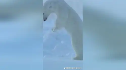  北极熊的泰山陨石坠之砸海豹捕食海豹