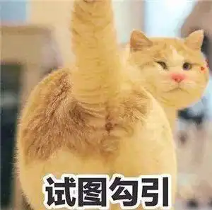  吸不动的丑猫合集,表情狰狞过于惊恐,网友不敢相信自己的眼睛