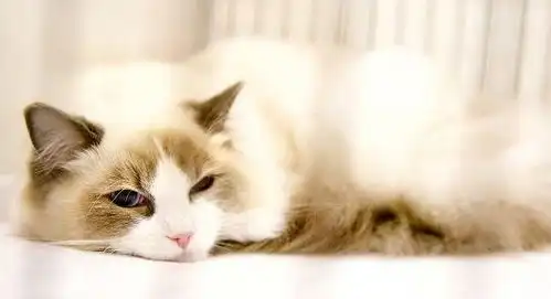  单身狗必看细数10大养猫好处,科学证明养猫更易找到女友
