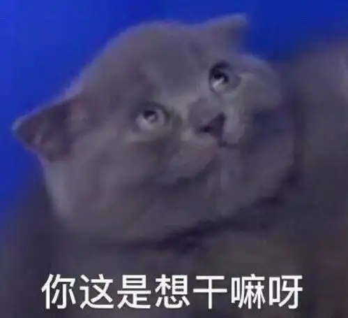  猫咪表情包合集你这是想干嘛呀