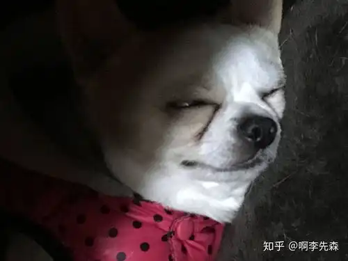  吉娃娃的表情包好沙雕啊,能不能分享一些