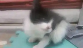  一个月大黑猫警长小奶猫求新家