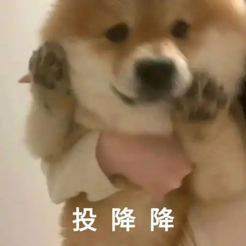 我就是这么叼表情包柴犬
