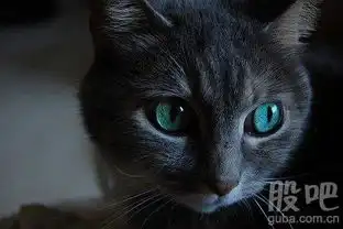 小黑猫的表情包小猫咪