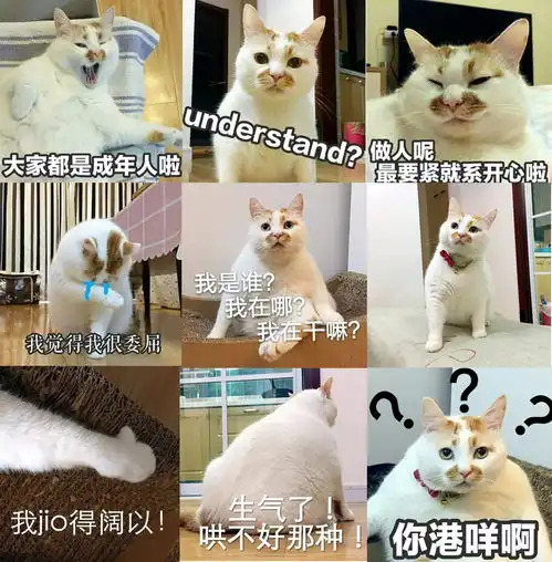  那些年我们用过的猫咪表情包,快看看你有没有收藏过