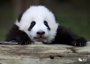  都是一个个的呆萌至极的表情包