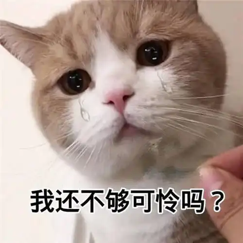  搞笑表情包来袭,最后一张萌萌哒的喵星人,眼神看着好迷离
