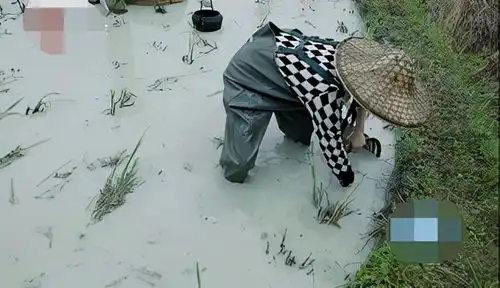  女星杨超越下田耕牛摸鱼被泥水溅一脸不嫌脏,吃生辣椒表情失控