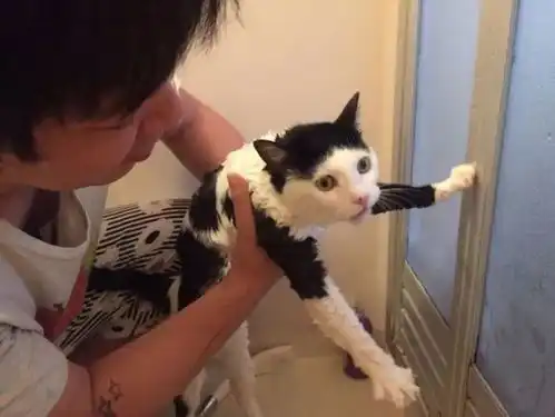  家家都有只难洗的猫,这只猫洗澡表情笑晕了