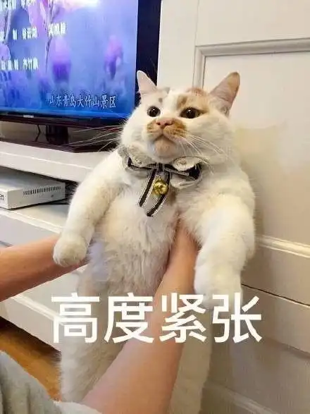 小黄鸭斗图表情包猫咪