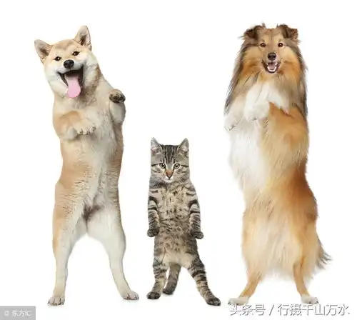  狗年马上就到了,一组可爱的狗狗提前给您拜年了