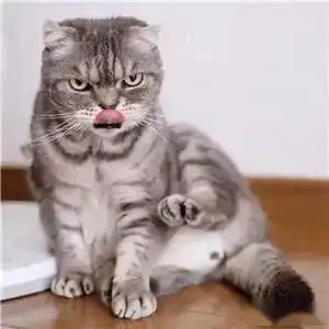  抖音最火的社会猫图片高清霸道又炫酷啊